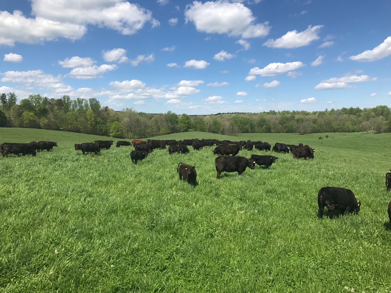 2019 picture of cattle across river